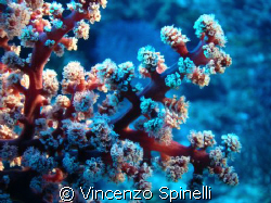 Coolpix 4600 with Fantasea case. artificial light, 25 m d... by Vincenzo Spinelli 
